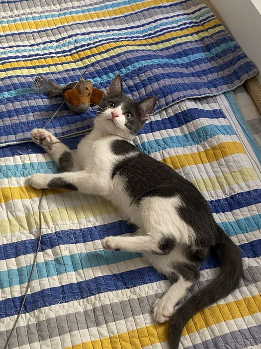 Котенок 2-3 месяца