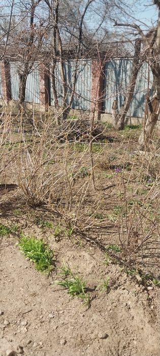 Саженцы из домашнего сада