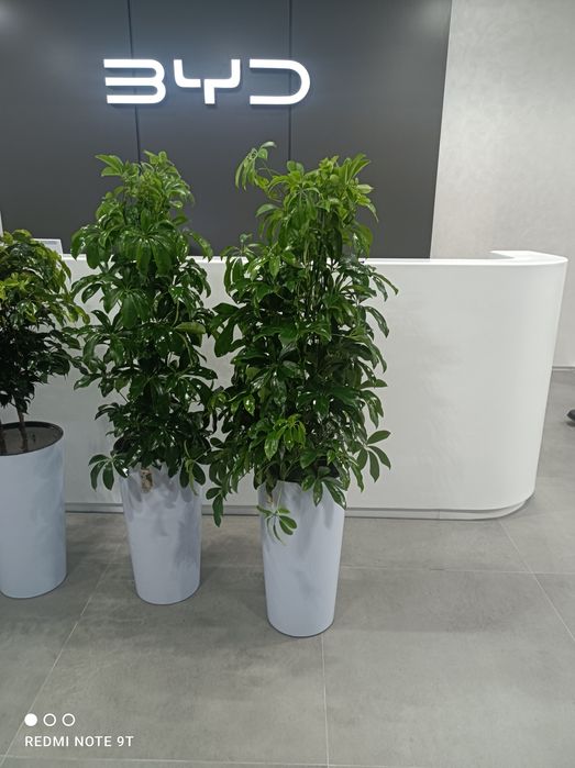 Офисные растения