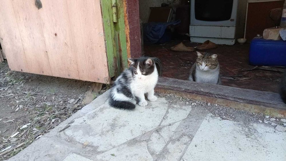 Отдам котят в добрые руки