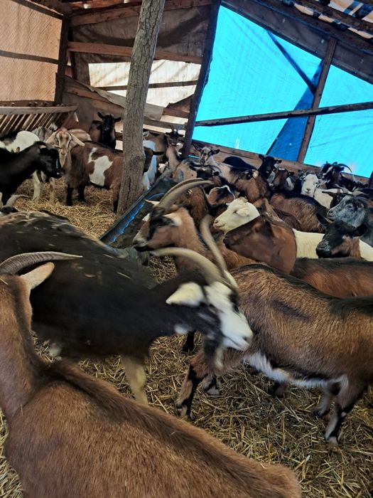 Vând 65 capre gestante și 2 măgărițe gestante