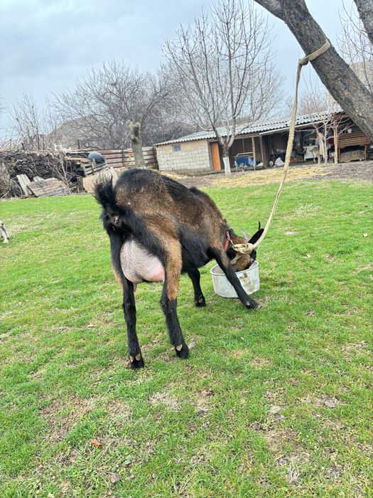 Ешкі 2 лағымен  сүтті күніне 2 литр сүтті бар