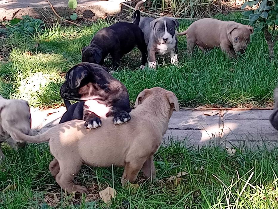 Disponibilitate pentru rezervare pui American Bully xl cu Pedigree acum de 5 săptămâni vor părăsi cuibul de la 8 săptămâni.Detali la Nr 0787332048