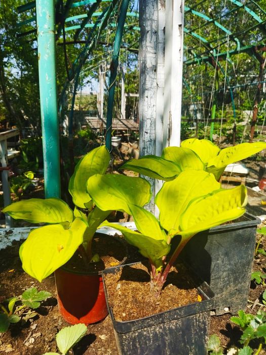 Продам хосты селекционные