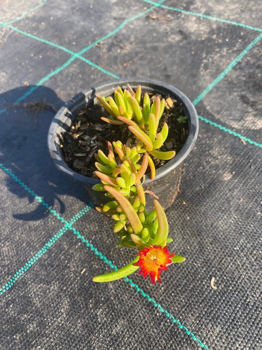 Делосперма разсад