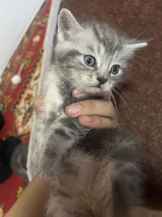 Zotdor mushukchalar sotiladi ikta qulogi tik qolgan