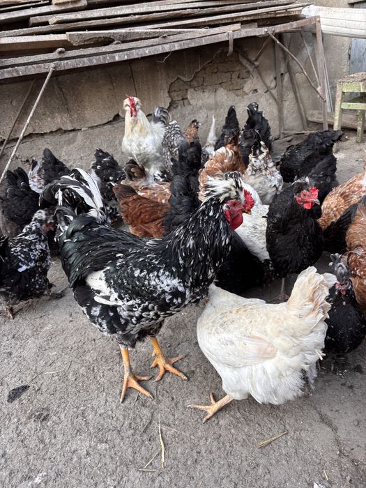 Oua de incubat de la   gaini motate