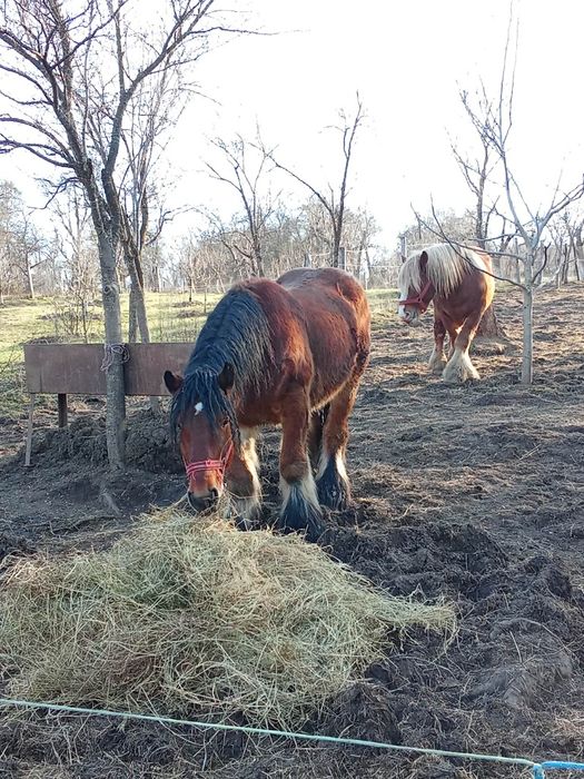 Armăsar Belgian de vânzare