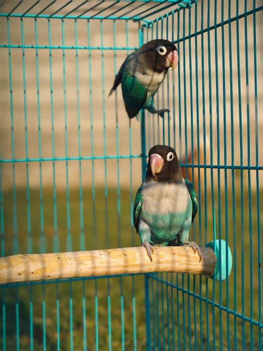 Попугай неразлучник