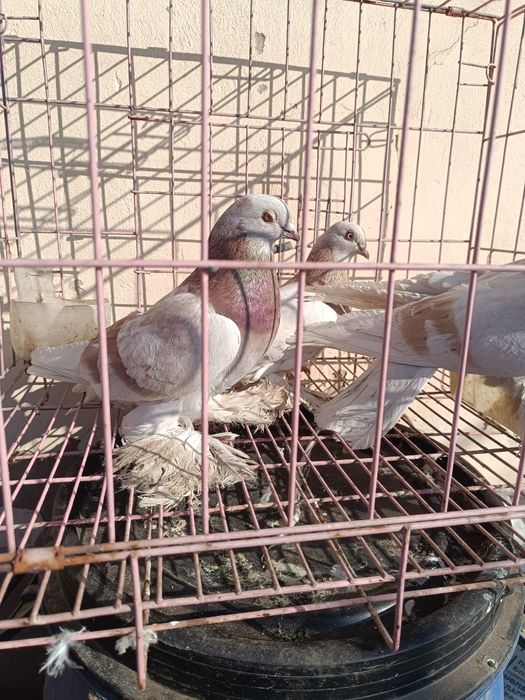 Голуби лохмоногие сиреневые, тасман