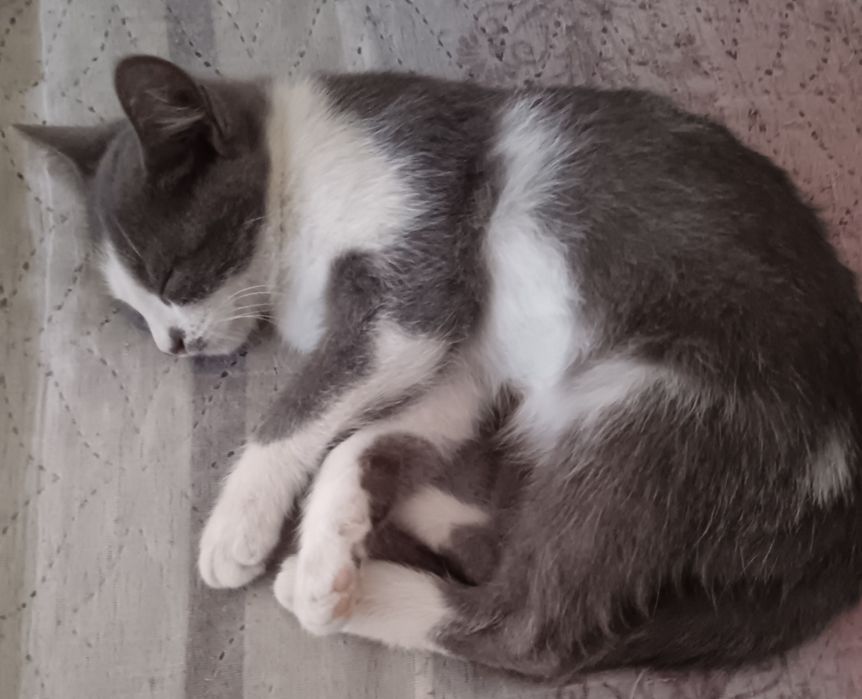 Котята бесплатно