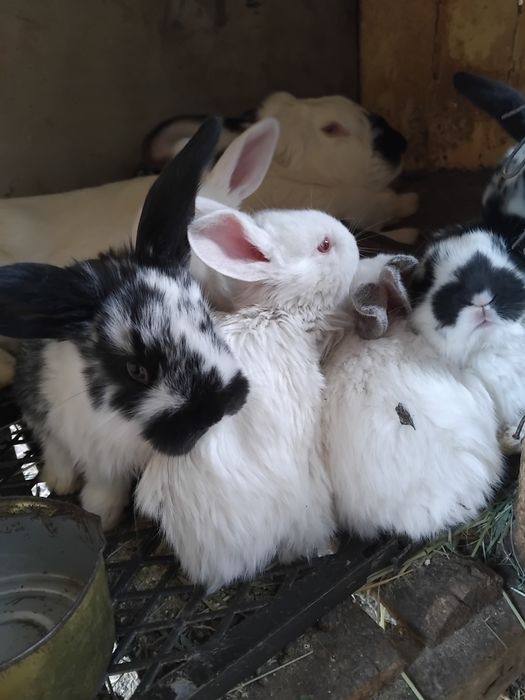 Кролики и крольчата