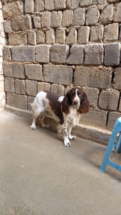 Кабель для случки ,не для продажи