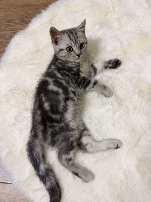 Котенок Шотландский Скоттиш страйт