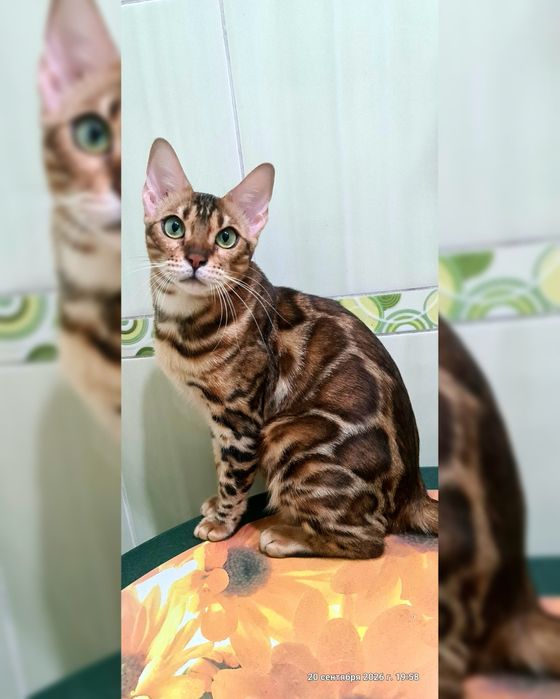 Роскошная бенгальская кошечка от привозных родителей