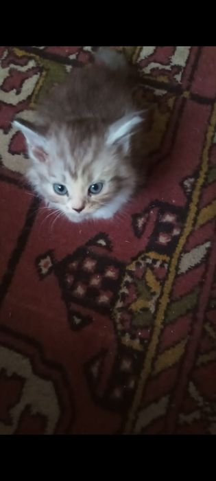 домашние животные