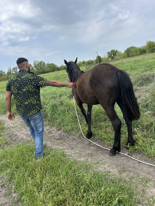 Женски кон ………..