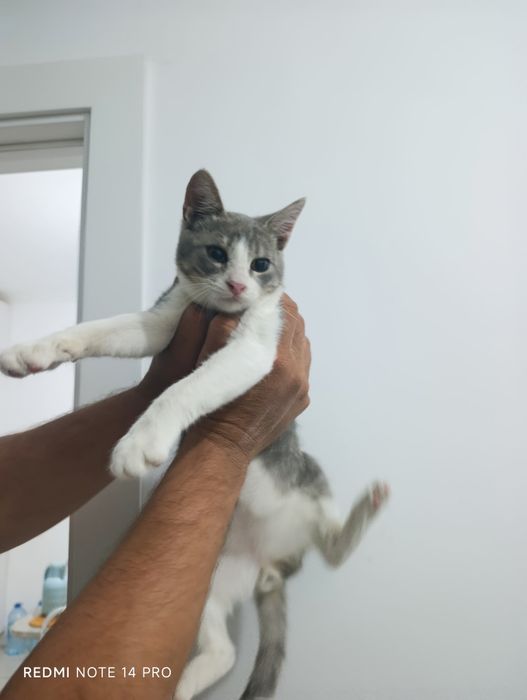 Котенок в добрые руки