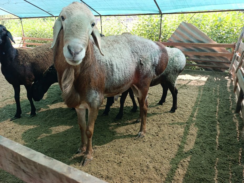 Arashan qoʼchqor va gigant bogʼoz solu qoʼylar sotiladi