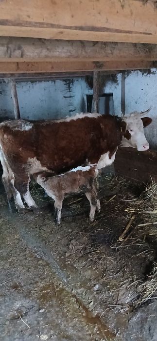 Vând vaca cu vițel