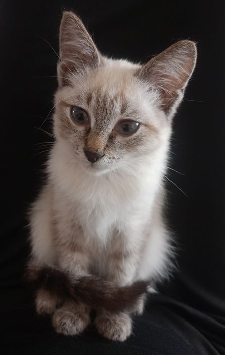 Отдам котёнка в хорошие руки