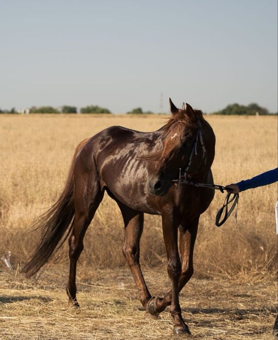 Armăsar Pur Sânge Arab pentru Andurantă Linie Mangalia Calificat CEI*