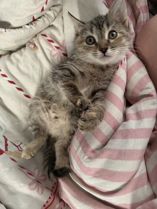 Отдам котенка в добрые руки