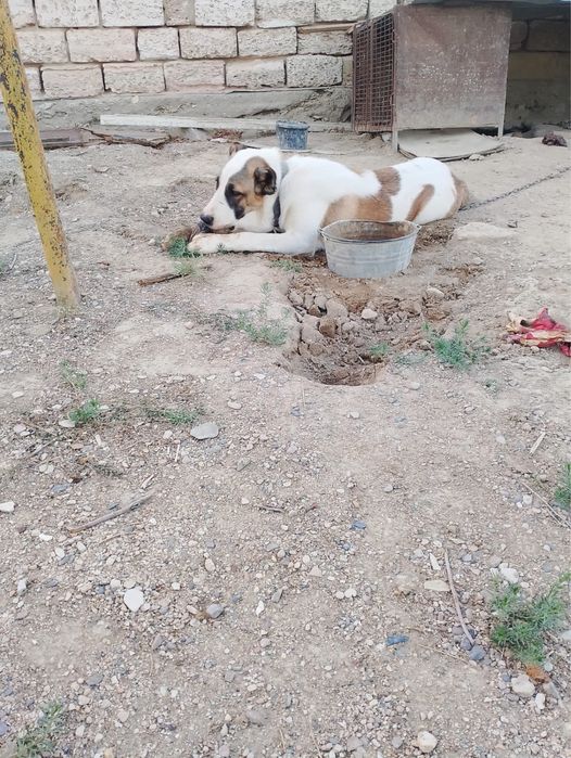 Продается собака туркменский алабай