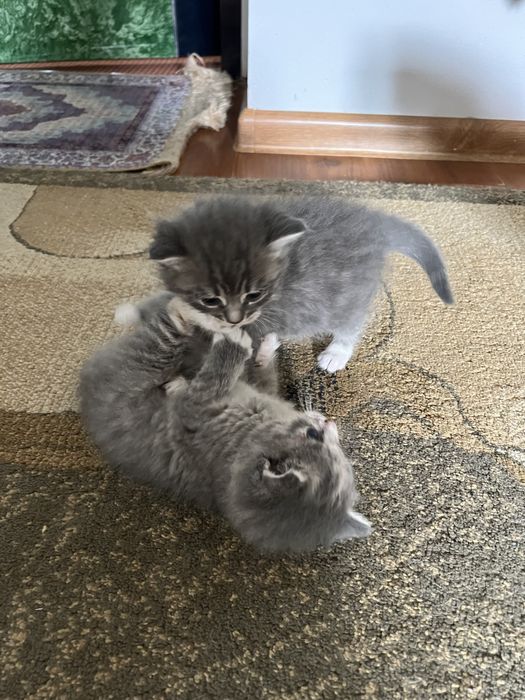 Отдам котят в хорошие руки:)