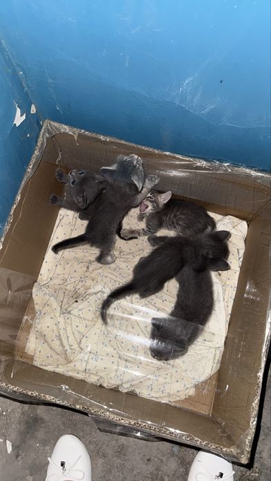 Котята мальчики и девочки
