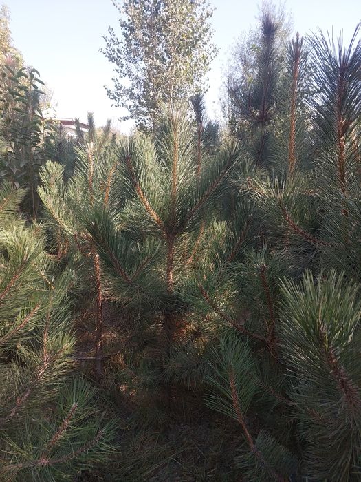 Крымская сосна — оптом с собственного поля!