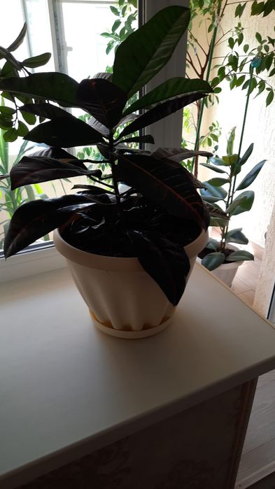 Продам Комнатные цветы