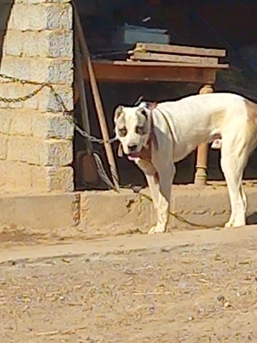 Алабай щенок кобель