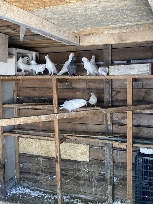Продам белых голубей