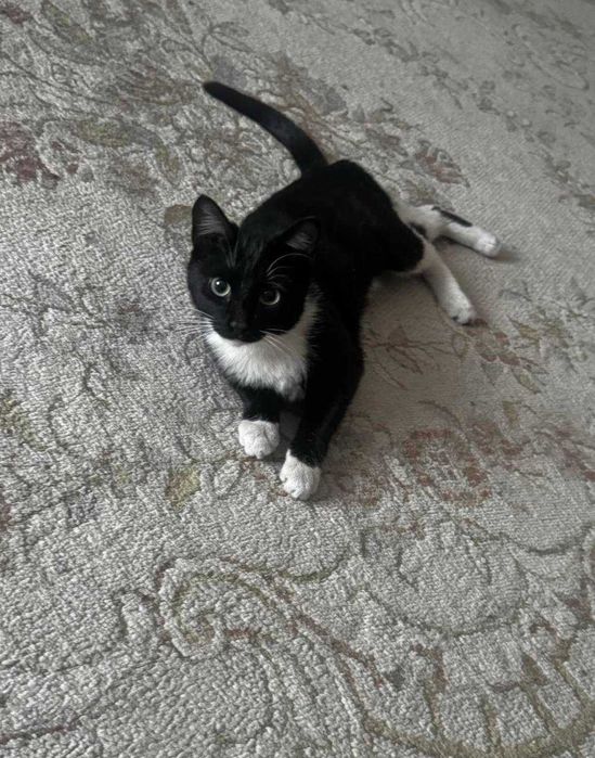 Котик в добрые руки