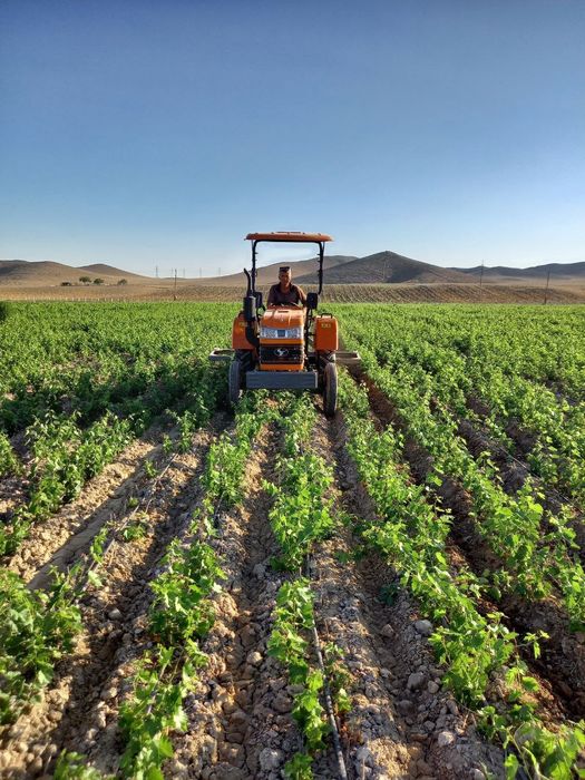 Ризамат ота узум ку́чатлари сотилади