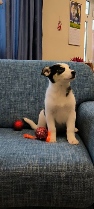 Щенок в добрые, надежные руки.