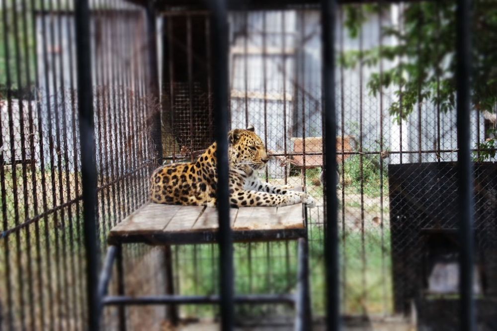 Фотоаппарат Canon EOS 600D