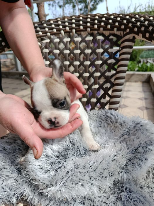 Французские бульдоги