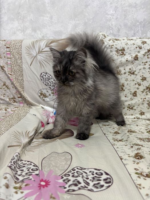 Отдам кошечку  в добрые руки