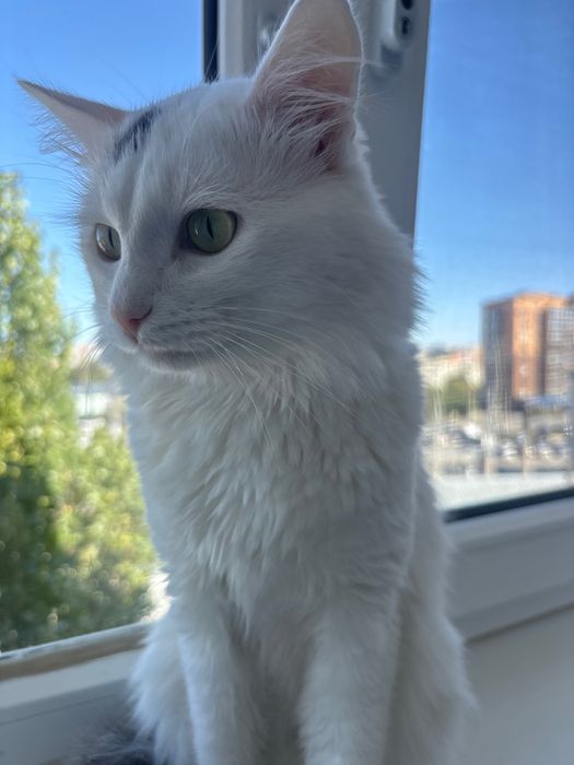 Кот в добрые руки