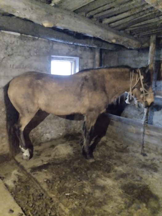 Айғыр/жеребец, 7 жасар