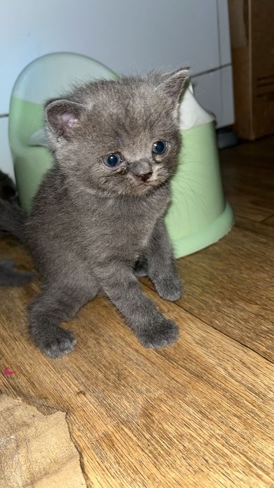 Кошка Шотландский