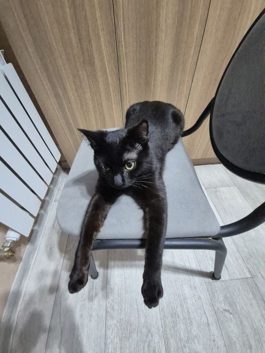 кот, здоровый, со всеми вещами