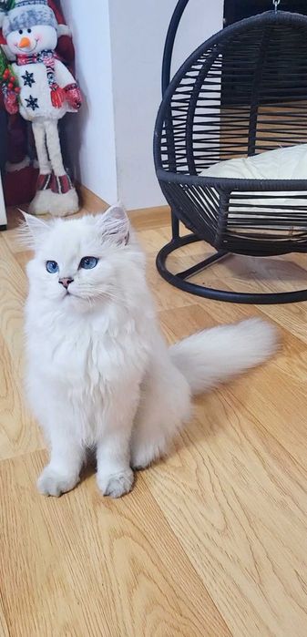 Baiat british longhair din ambii parinti Campioni Mondiali