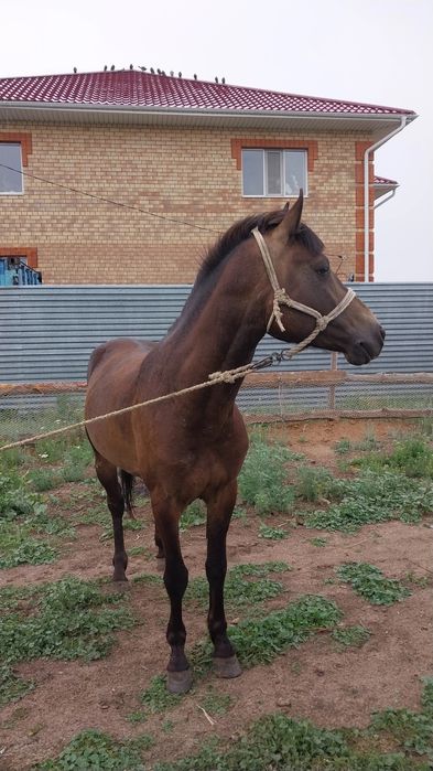Лошадь продаю кокпарский