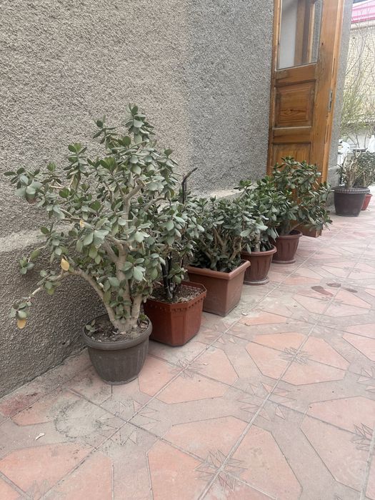 Продаются цветы. Не дорого продаются цветы: для дома, офиса, в подарок