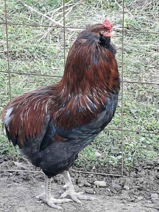 Cocoși  Araucana