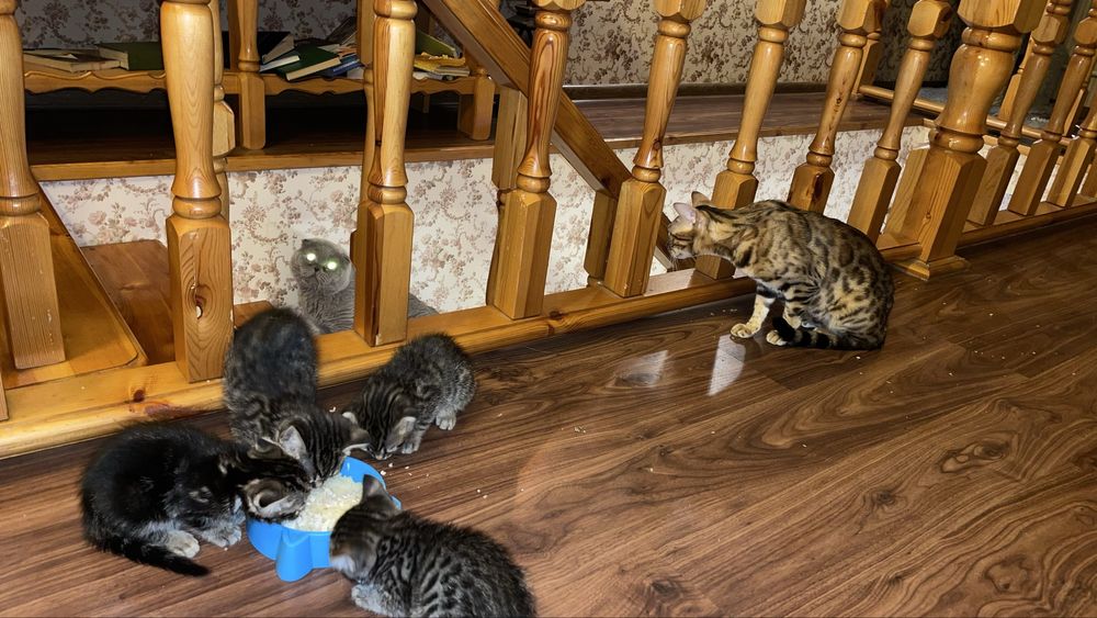 Котята   девочки