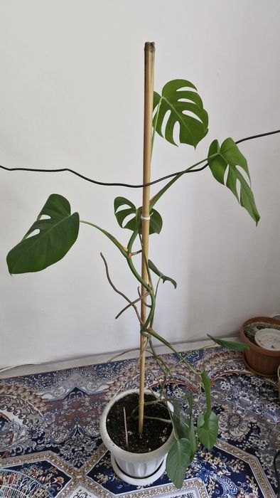 Комнатные цветы продам